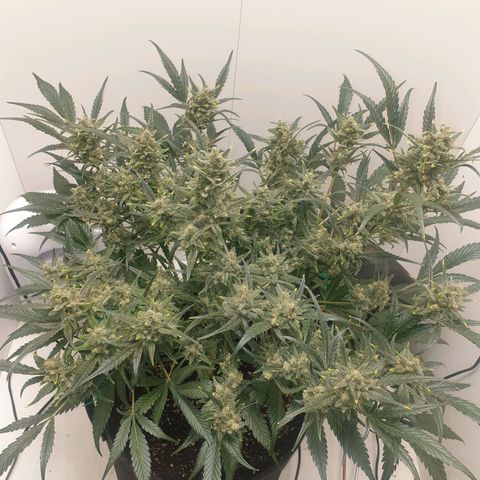 RQS green gelato auto growlog timeline photo
