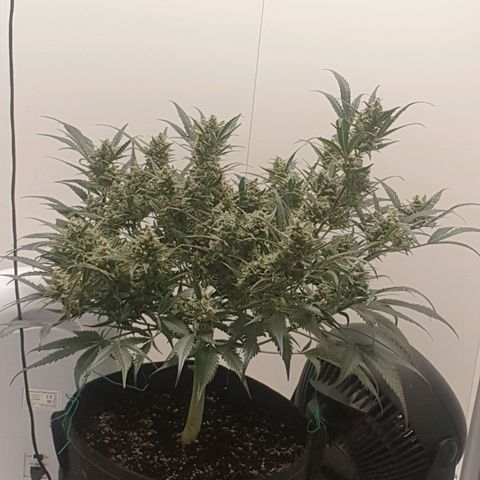 RQS green gelato auto growlog timeline photo