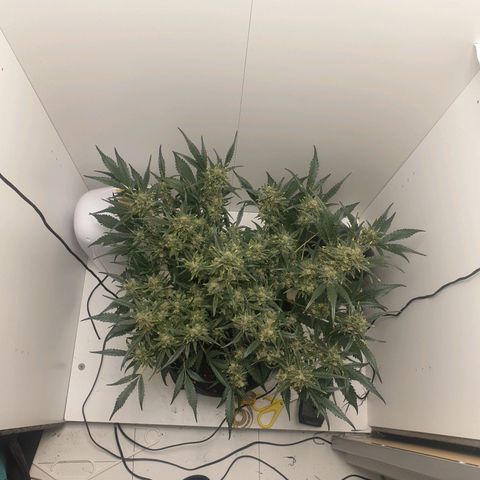 RQS green gelato auto growlog timeline photo