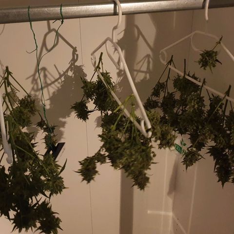 RQS green gelato auto growlog timeline photo