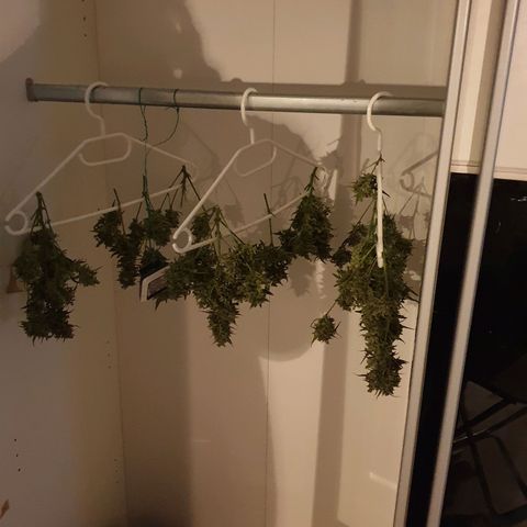 RQS green gelato auto growlog timeline photo