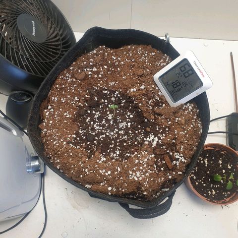 Hulkberry growlog timeline photo