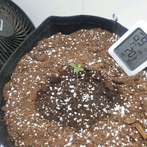 Hulkberry growlog timeline photo