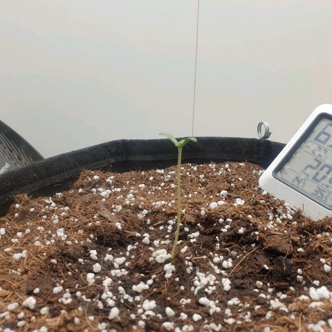 Hulkberry growlog timeline photo