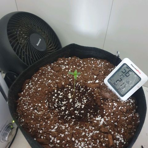 Hulkberry growlog timeline photo