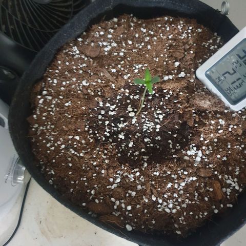 Hulkberry growlog timeline photo