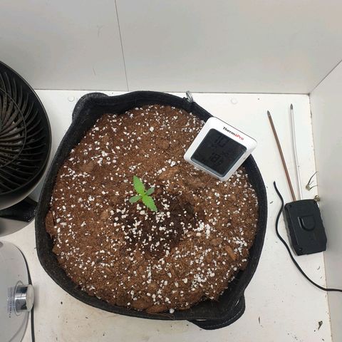Hulkberry growlog timeline photo
