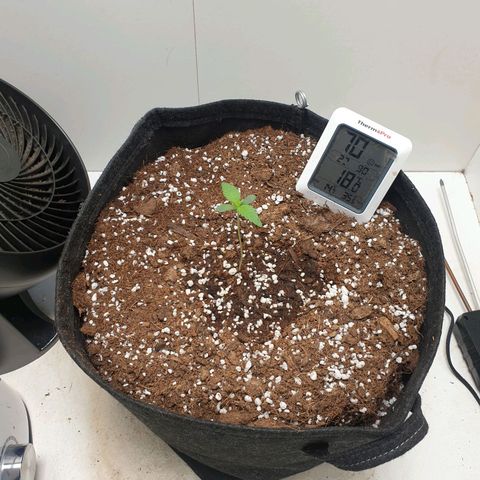 Hulkberry growlog timeline photo