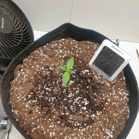 Hulkberry growlog timeline photo