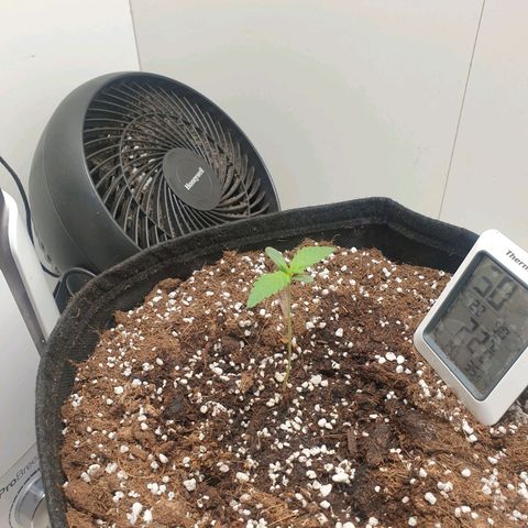 Hulkberry growlog timeline photo