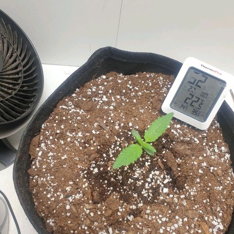 Hulkberry growlog timeline photo