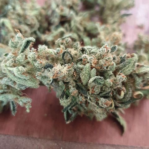 RQS green gelato auto growlog timeline photo