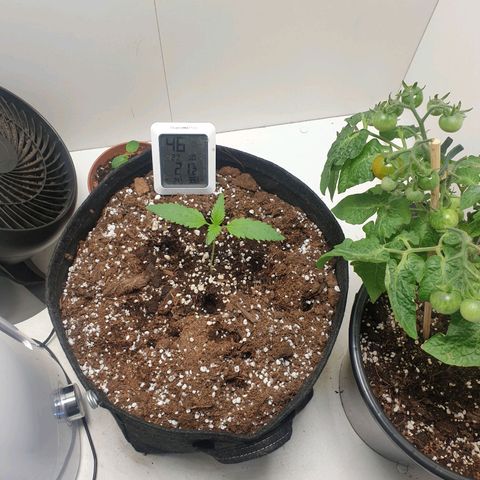 Hulkberry growlog timeline photo
