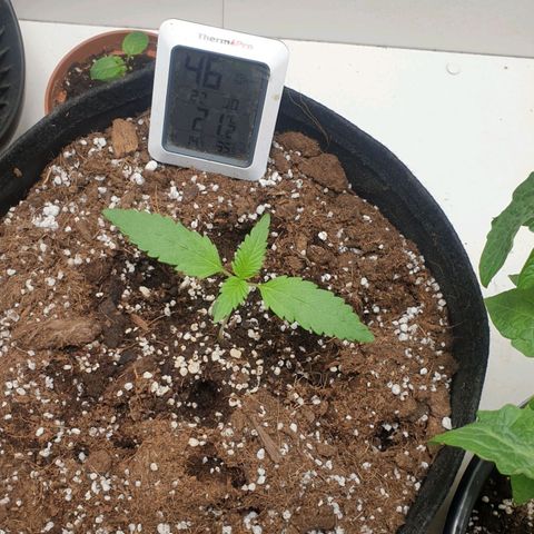 Hulkberry growlog timeline photo