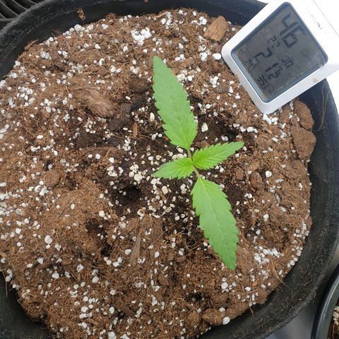Hulkberry growlog timeline photo