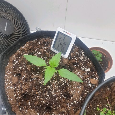 Hulkberry growlog timeline photo