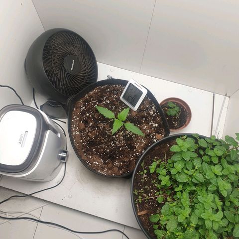 Hulkberry growlog timeline photo