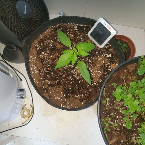 Hulkberry growlog timeline photo