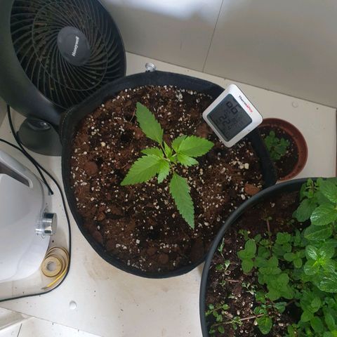 Hulkberry growlog timeline photo