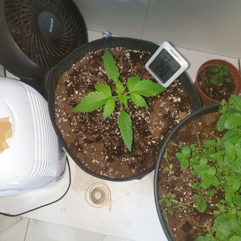Hulkberry growlog timeline photo
