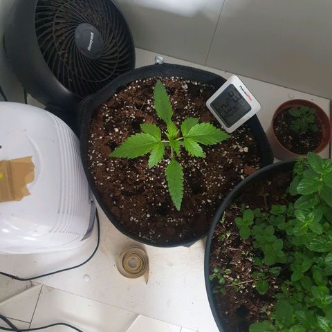 Hulkberry growlog timeline photo