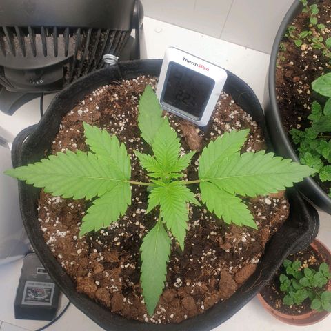 Hulkberry growlog timeline photo