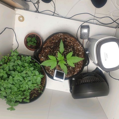 Hulkberry growlog timeline photo