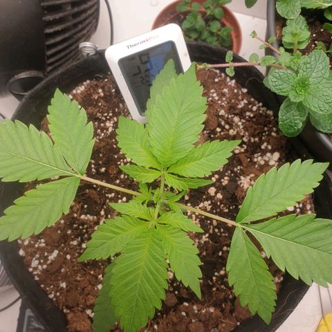 Hulkberry growlog timeline photo