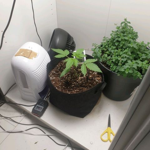 Hulkberry growlog timeline photo