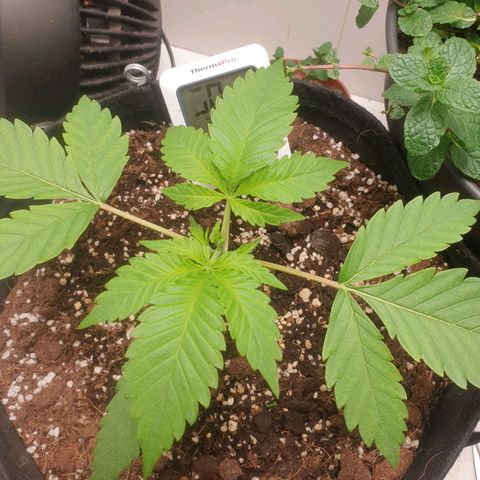 Hulkberry growlog timeline photo
