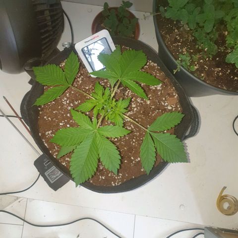 Hulkberry growlog timeline photo