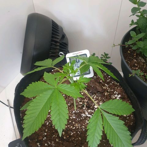Hulkberry growlog timeline photo