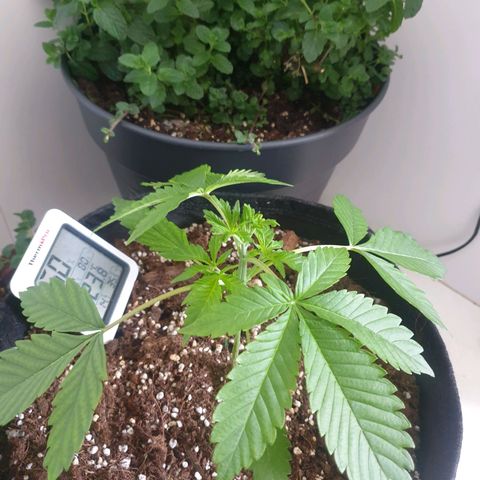 Hulkberry growlog timeline photo