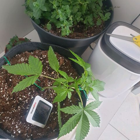 Hulkberry growlog timeline photo