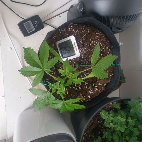 Hulkberry growlog timeline photo