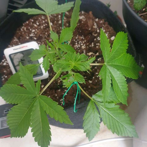 Hulkberry growlog timeline photo