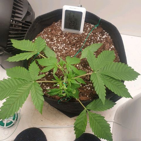 Hulkberry growlog timeline photo