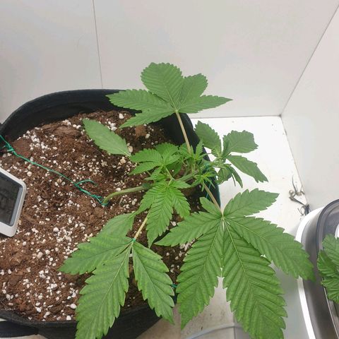 Hulkberry growlog timeline photo