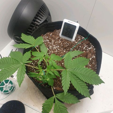 Hulkberry growlog timeline photo
