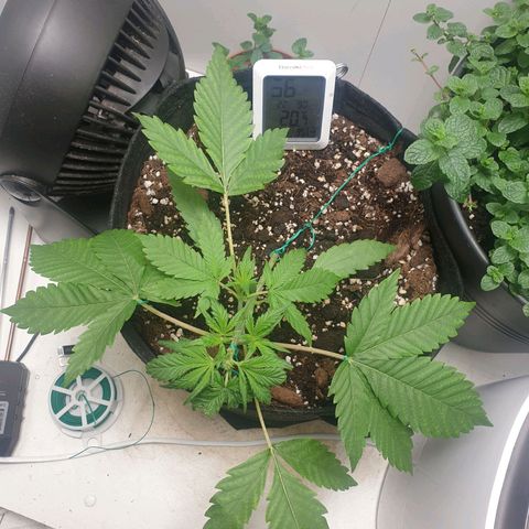 Hulkberry growlog timeline photo
