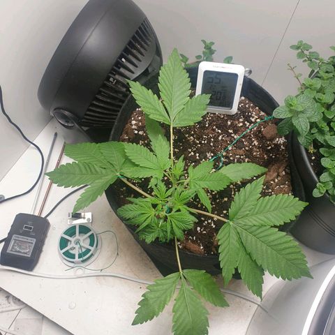 Hulkberry growlog timeline photo