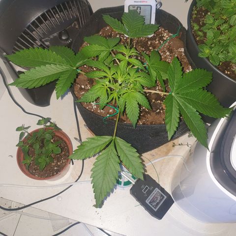 Hulkberry growlog timeline photo