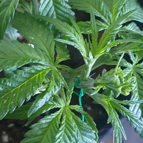 Hulkberry growlog timeline photo