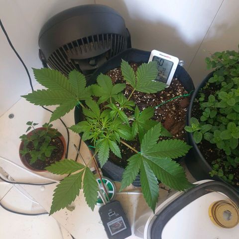Hulkberry growlog timeline photo