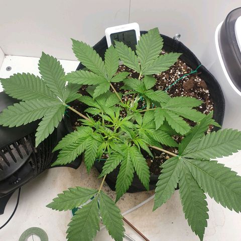 Hulkberry growlog timeline photo