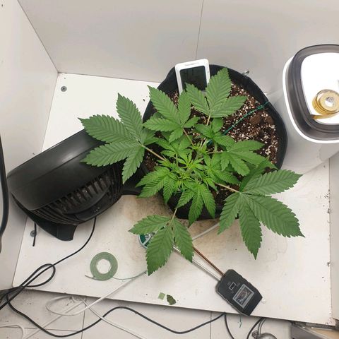 Hulkberry growlog timeline photo