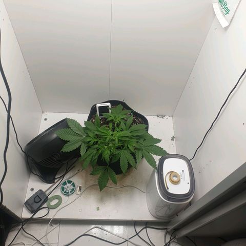 Hulkberry growlog timeline photo