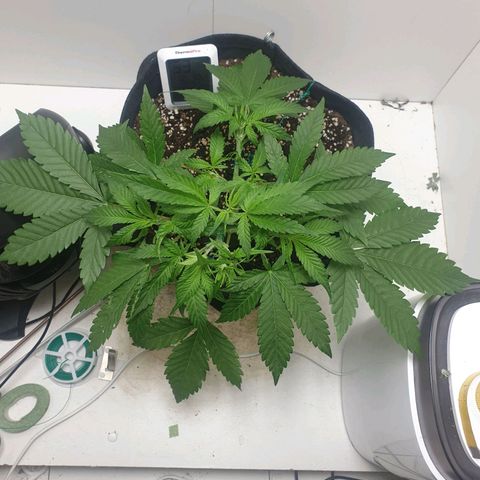 Hulkberry growlog timeline photo