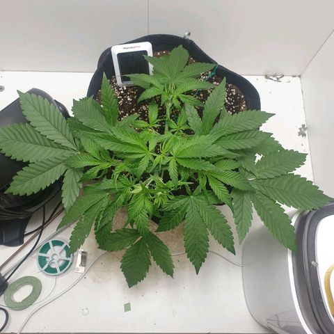 Hulkberry growlog timeline photo