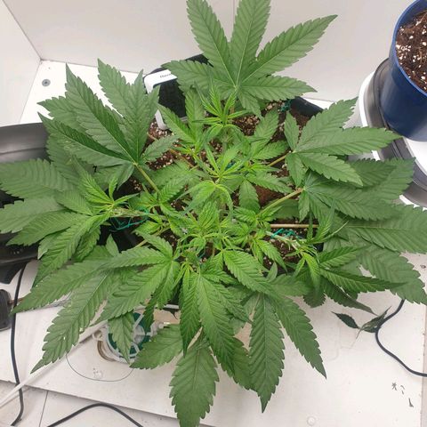 Hulkberry growlog timeline photo